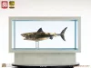 Jaws Maquette 1/18 Jaws Bronze 60 cm