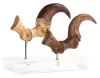 Jurassic Park ECC Elite Creature Line Statue Velociraptor Foot Claw and Fossil Claw Set 20 cm