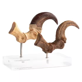   Jurassic Park ECC Elite Creature Line Statue Velociraptor Foot Claw and Fossil Claw Set 20 cm