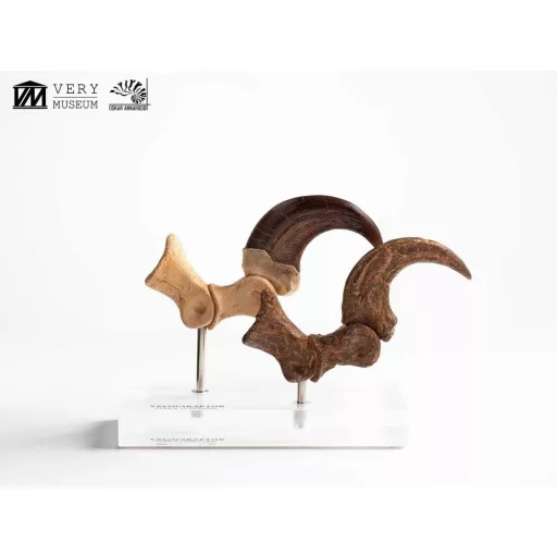 Jurassic Park ECC Elite Creature Line Statue Velociraptor Foot Claw and Fossil Claw Set 20 cm