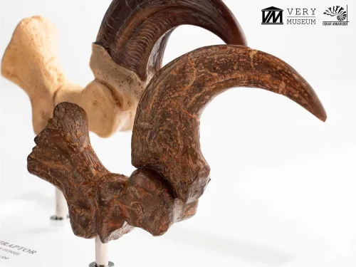 Jurassic Park ECC Elite Creature Line Statue Velociraptor Foot Claw and Fossil Claw Set 20 cm