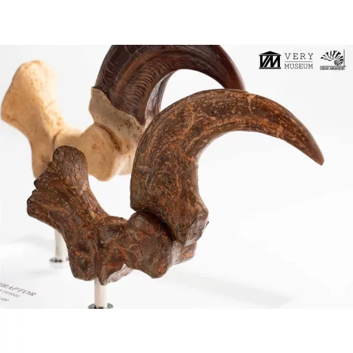Jurassic Park ECC Elite Creature Line Statue Velociraptor Foot Claw and Fossil Claw Set 20 cm