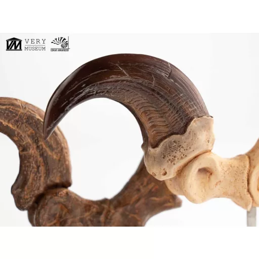 Jurassic Park ECC Elite Creature Line Statue Velociraptor Foot Claw and Fossil Claw Set 20 cm