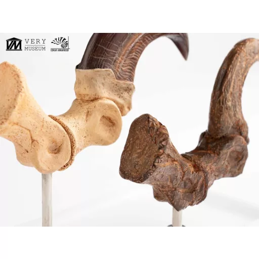 Jurassic Park ECC Elite Creature Line Statue Velociraptor Foot Claw and Fossil Claw Set 20 cm