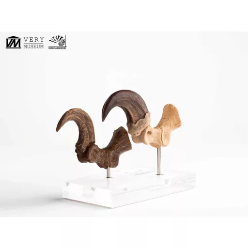 Jurassic Park ECC Elite Creature Line Statue Velociraptor Foot Claw and Fossil Claw Set 20 cm
