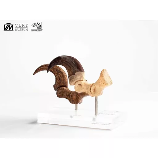 Jurassic Park ECC Elite Creature Line Statue Velociraptor Foot Claw and Fossil Claw Set 20 cm