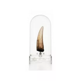 Jurassic Park III Prop Replica 1/1 Spinosaurus Tooth 14 cm