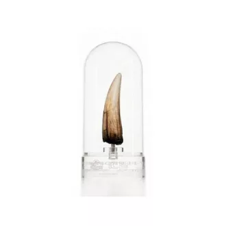 Jurassic Park III Prop Replica 1/1 Spinosaurus Tooth 14 cm