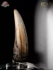 Jurassic Park III Prop Replica 1/1 Spinosaurus Tooth 14 cm