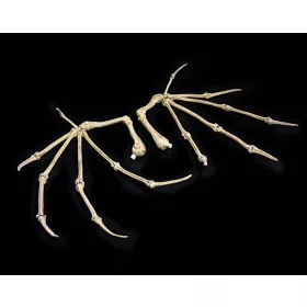   Mythic Legions: All Stars 6 Action Figure Accessorys Bone Wings