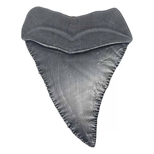 Jaws Medallion 50th Anniversary Shark Tooth
