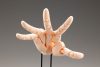 Takahiro Kagami PVC Artist Support Item Hand 1/1 Model/L Pale Orange 21 cm