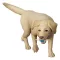 Flow UDF PVC Figure Dog