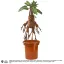 Harry Potter Interactive Plüss Figura Mandrake 30 cm