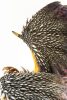 Monster Hunter Statue 1/26 Moster Hunter World Nergigante 77 cm