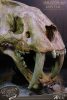 Wonders of the Wild Series Statue Smilodon Skull Fossil 22 cm