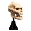 Lord of the Rings Mini Szobor Skull of Lurtz 14 cm