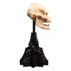 Lord of the Rings Mini Szobor Skull of Lurtz 14 cm