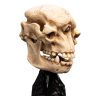 Lord of the Rings Mini Szobor Skull of a Cave Troll 21 cm