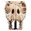 Lord of the Rings Mini Szobor Skull of a Fell Beast 21 cm