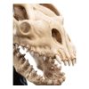 Lord of the Rings Mini Szobor Skull of a Fell Beast 21 cm