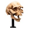 Lord of the Rings Mini Szobor Skull of a Moria Orc 13 cm